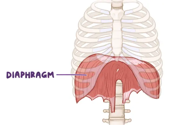 <p>Diaphragm</p>