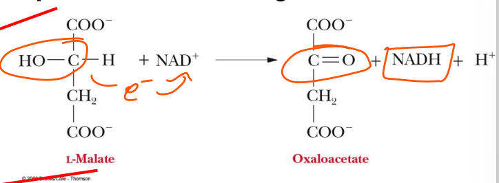 <p>step 8</p><p>carried out by malate dehydrogenase</p><p>pathway regenerated</p><p>can now react with another acetyl-coa</p>