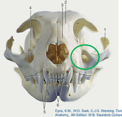 <p>What is circled in green in this cat?</p>
