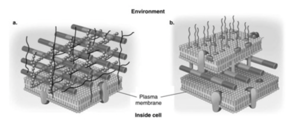<p><span>In Figure 4.3, which diagram of a cell wall is resistant to many antibiotics (e.g., penicillin)?</span><br><br><span>a) The answer cannot be determined based on the information provided.</span><br><span>b) neither a nor b</span><br><span>c) b</span><br><span>d) both a and b</span><br><span>e) a</span></p>