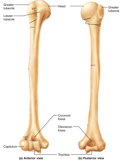 <p>head, greater tubercle, lesser tubercle, coronoid fossa, olecranon fossa, capitulum, trochlea</p>