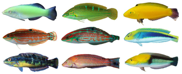 <p>Range in size, terminal mouth, elongated continuous dorsal fin, second largest family of reef fish</p>