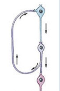 <p>what type of neuronal pool is this</p>