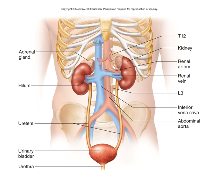 <p>Organs of <strong>excretion</strong>: composed of a pair of kidneys and the urinary tract. </p><ul><li><p>Bean-Like</p></li><li><p>Left kidney is positioned between<strong> T<sub>12</sub> - L<sub>3</sub></strong></p></li><li><p>Right kidney is slightly inferior </p></li><li><p><strong>11th and 12th ribs</strong> provide some <strong>protection </strong>for both kidneys </p></li><li><p>Adrenal glands sit on top of the kidneys</p></li></ul><p></p>
