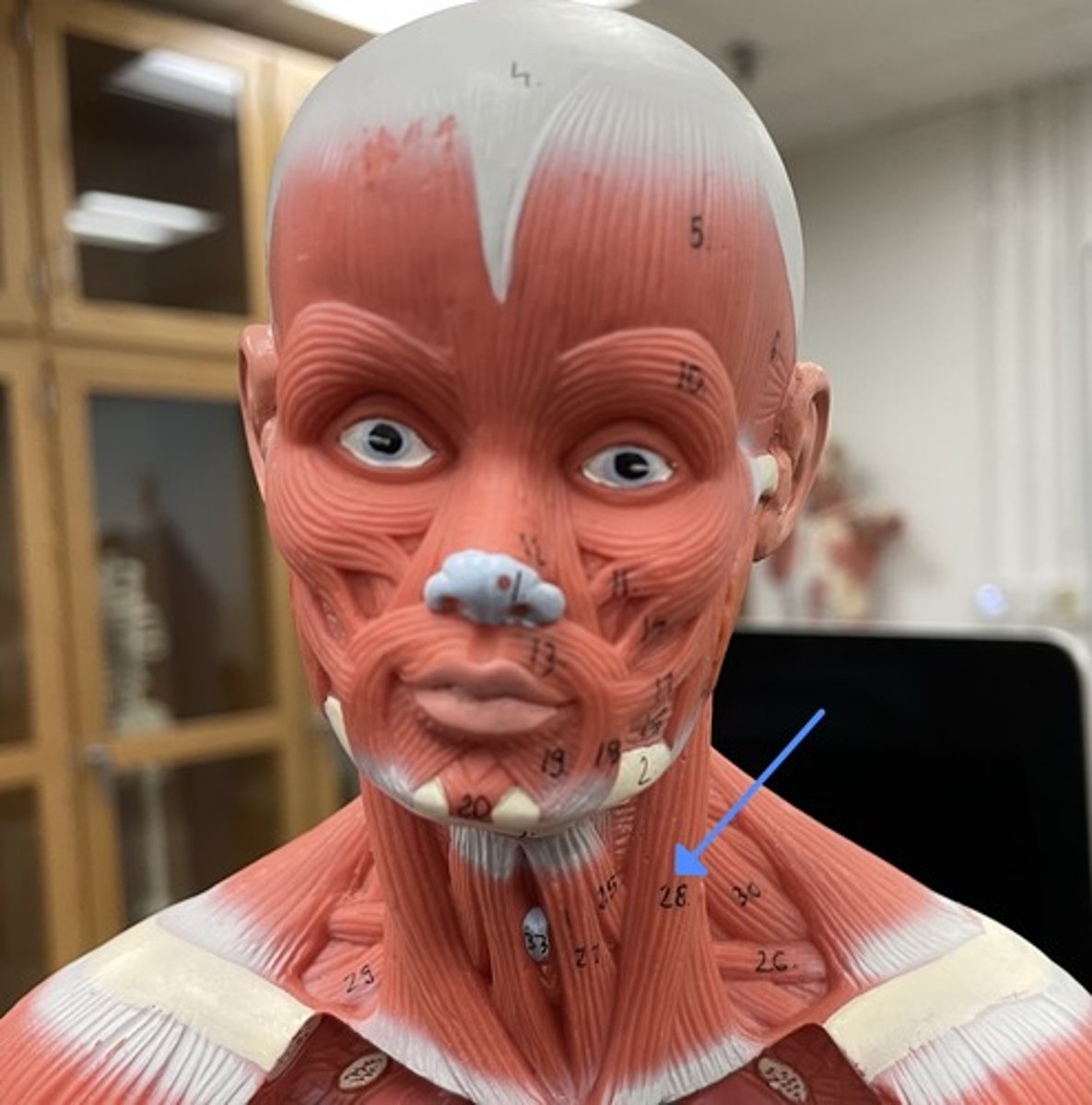 <p>sternocleidomastoid</p><p>origin:</p><p>insertion:</p><p>action:</p>