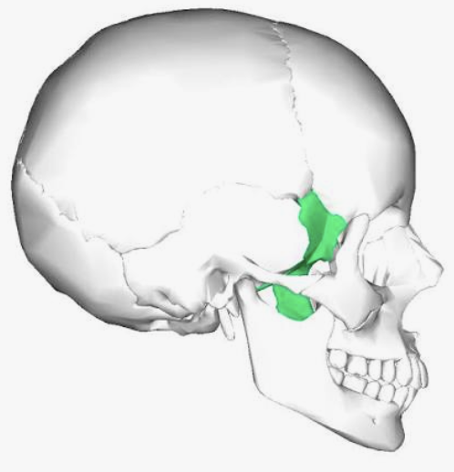 <p>Which bone is this?</p>