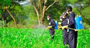 <p>Pesticide (n)</p>