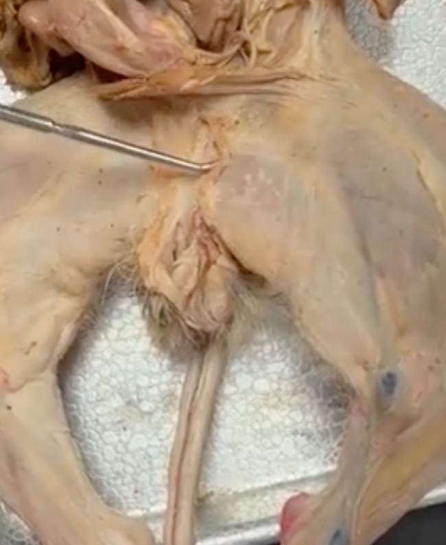 <p>what is the prong touching</p>