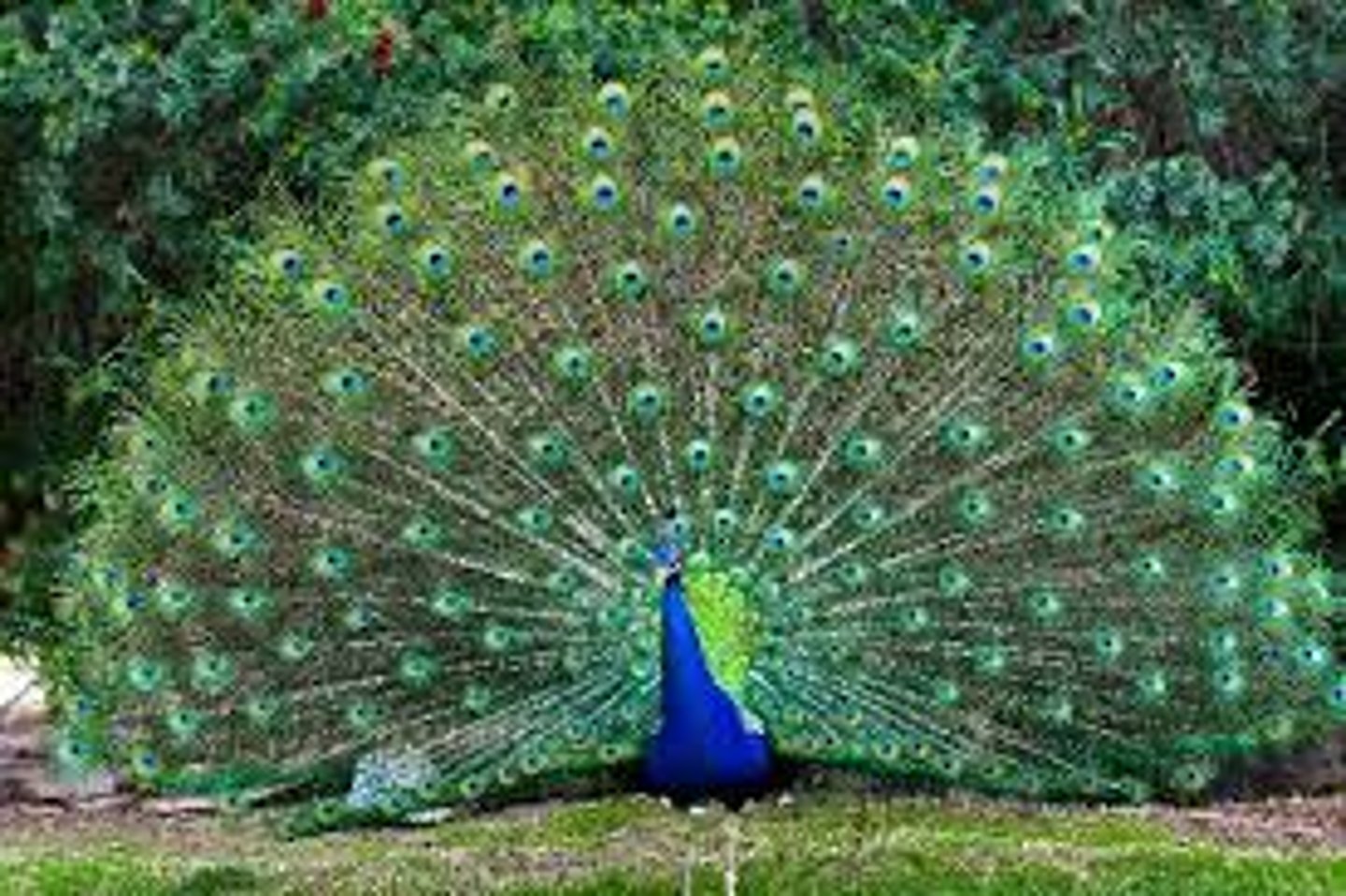 <p>Brightly coloured displays, elaborate feathers, physical size demonstrations. Example: Male peacock feathers.</p>