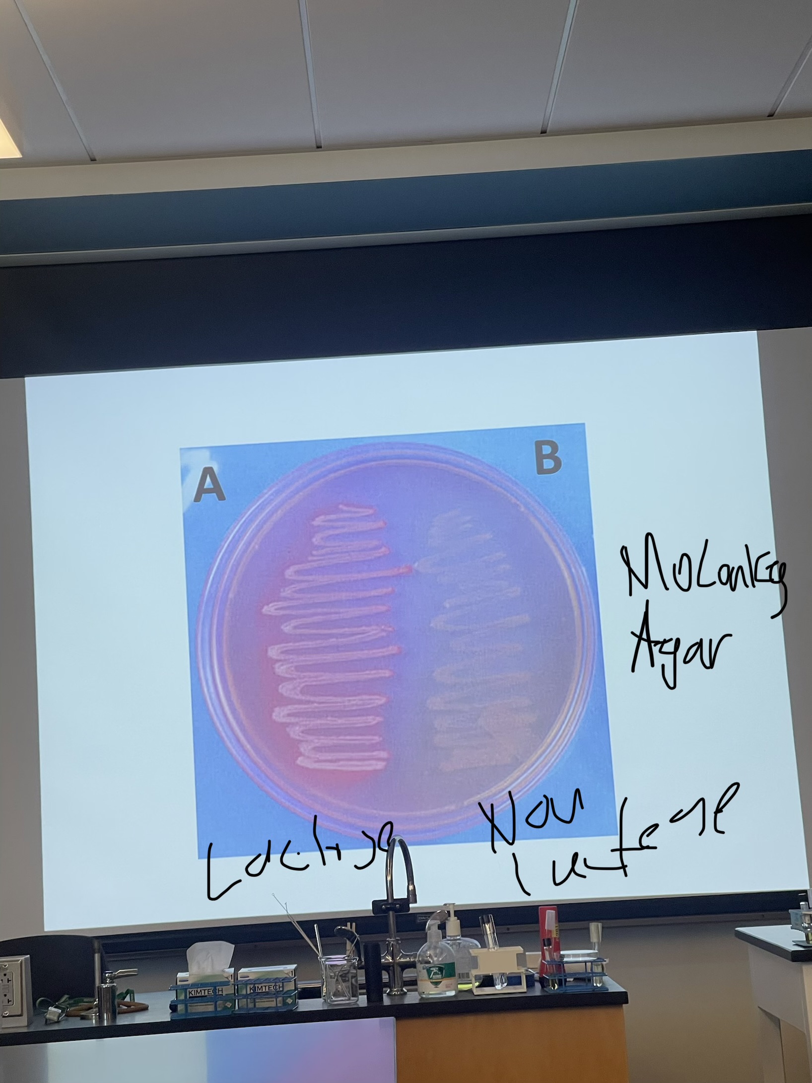 <p><strong>Name: </strong>MaConkey Agar(MAC) Plate)</p><p><strong>SELECTIVE AGENTS:</strong></p><ol><li><p><u>Bile Salts: </u>Inhibits Gram (+) bacteria</p></li><li><p><u>Crystal Violet: </u>inhibits Gram (+)</p></li></ol><p><strong>SELECTS FOR: </strong>Gram (-) bacteria</p><p><strong>DIFFERENTIAL AGENTS:</strong></p><ol><li><p><u>Lactose: </u>fermentable sugar</p></li><li><p><u>Neutral Red: </u>pH indicator</p></li></ol><ul><li><p>Neutral or basic = colorless</p></li><li><p>Acidic = <span style="color: red;">red</span></p></li></ul><p><strong>DIFFERENTIATES BETWEEN:</strong></p><ul><li><p><u>Lactose fermentors: </u>colonies turn a shade of <span style="color: red;">red</span> (or possibly <span style="color: rgb(202, 24, 204);">pink)</span></p></li><li><p><u>Non-lactose fermentors: </u>colonies remain opaque or colorless</p></li></ul><p>ALWAYS TRUST MaConkey AND IF THERE’S NO GROWTH = GRAM(+) NOTHING ELSE</p>