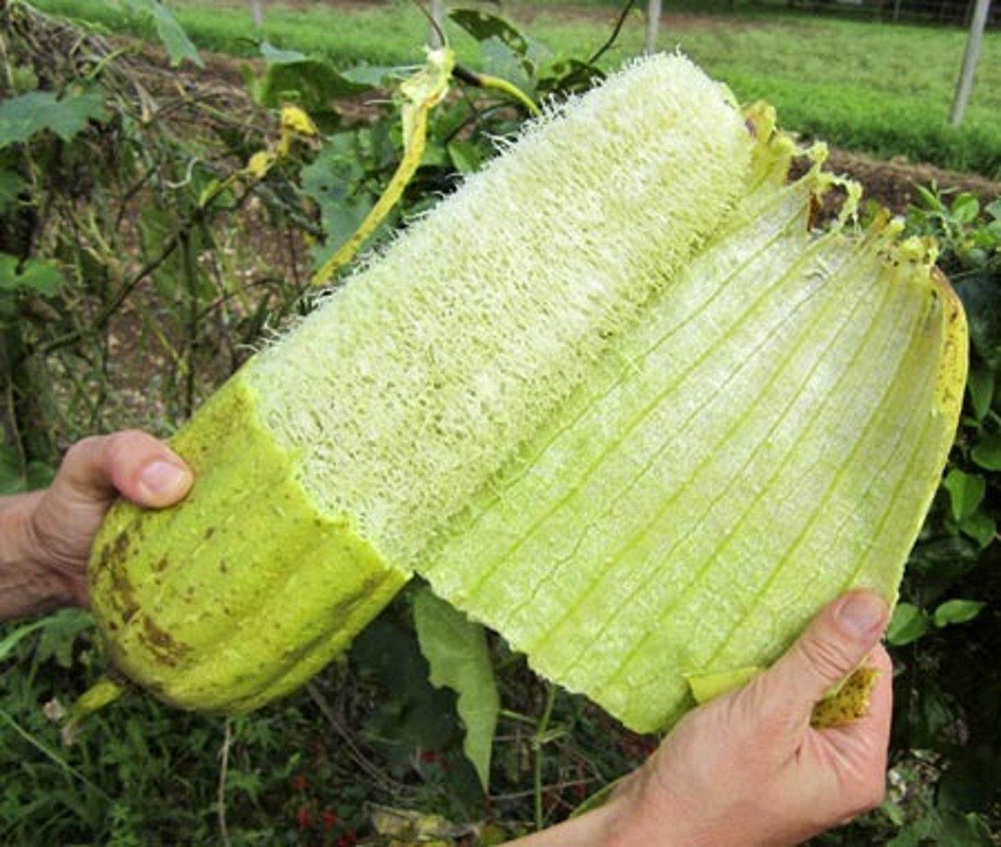 <p>Loofah fruit and can be used as a scrubbing sponge as well</p>