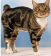 <p>welk type kat is dit</p>