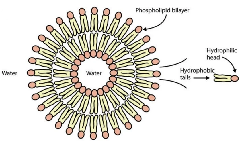 <p>Vesicle</p>