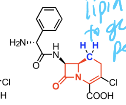 <p>gram POSITIVE and NEGATIVE</p>