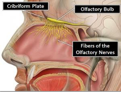 <p>- these patients CANNOT have NG tubes placed (risk of tube entering brain)</p><p>- keep head of bead elevated 40-60 degrees to decrease ICP</p><p>- may result in loss of smell</p><p>**DO NOT discharge... concern for meningitis bc of disruption in bone at base of skull.</p>