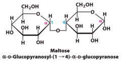 <p>glucose and glucose</p>