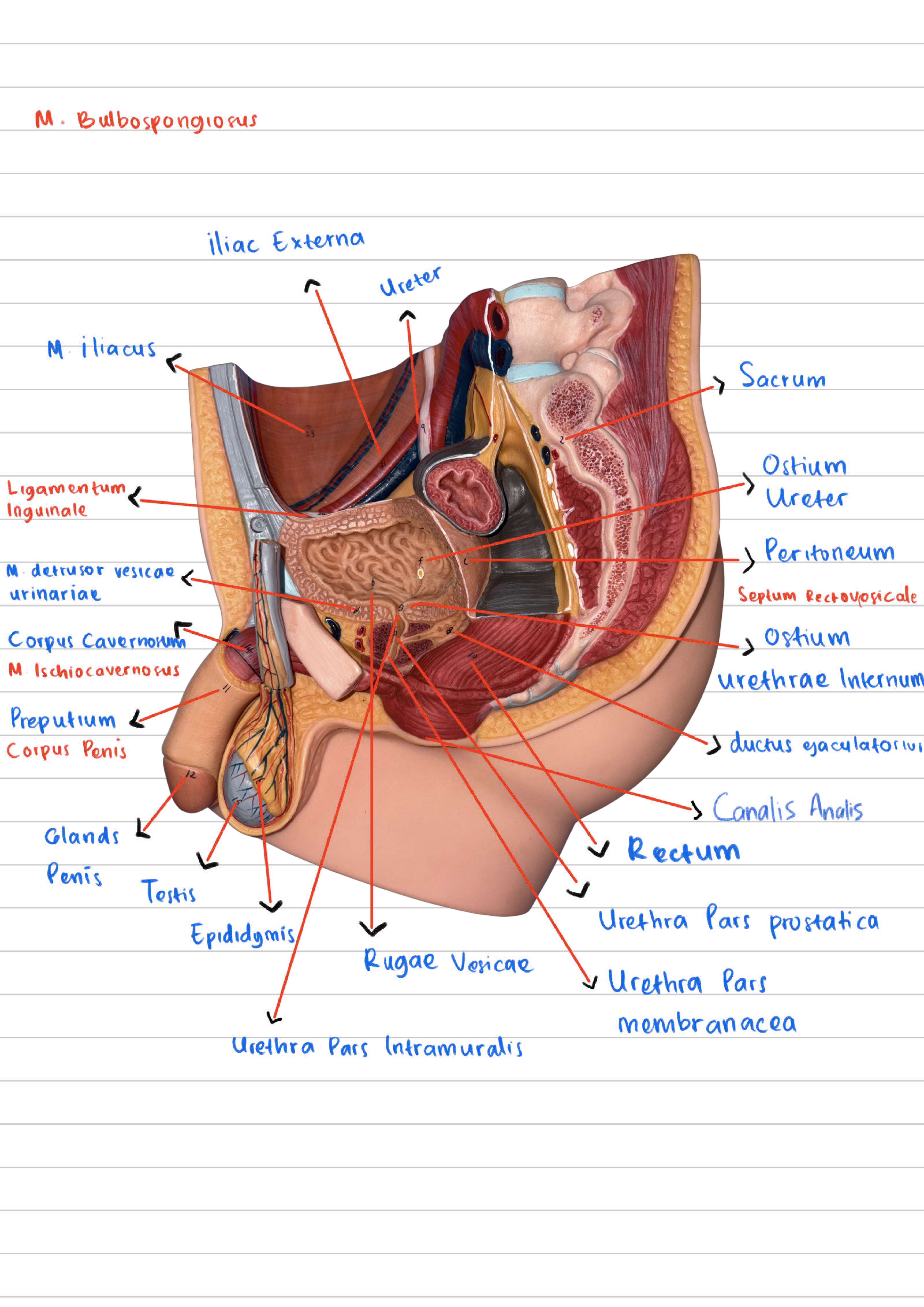 <p>Bagian saluran urethra yang melewati kelenjar prostat.</p>