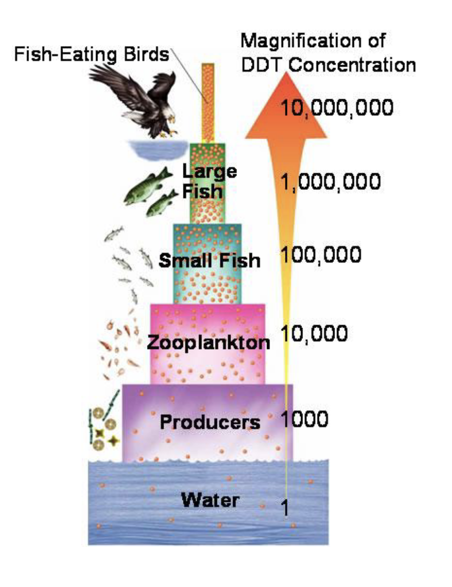 <p>Special type of bioaccumulation that occurs through a food chain, results in a dramatically increasing concentrations of a toxic chemical in the bodies of animals as you go up a food chain. </p>