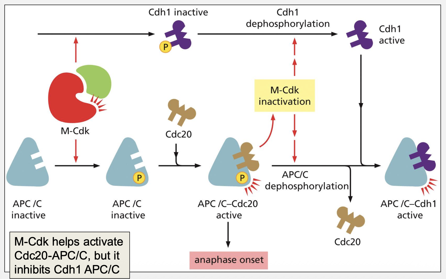 <p>Compare Cdc20‑APC/C and Cdh1‑APC/C.</p>