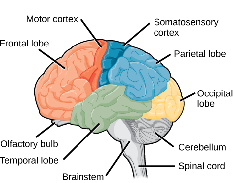 <ul><li><p>longitudinal fissure  </p></li><li><p>precentral gyrus </p></li><li><p>central gyrus </p></li><li><p>postcentral gyrus </p></li><li><p>lateral sulcus</p></li><li><p>frontal lobe </p></li><li><p>parietal lobe </p></li><li><p>temporal lobe</p></li><li><p>occipital lobe </p></li></ul><p></p>