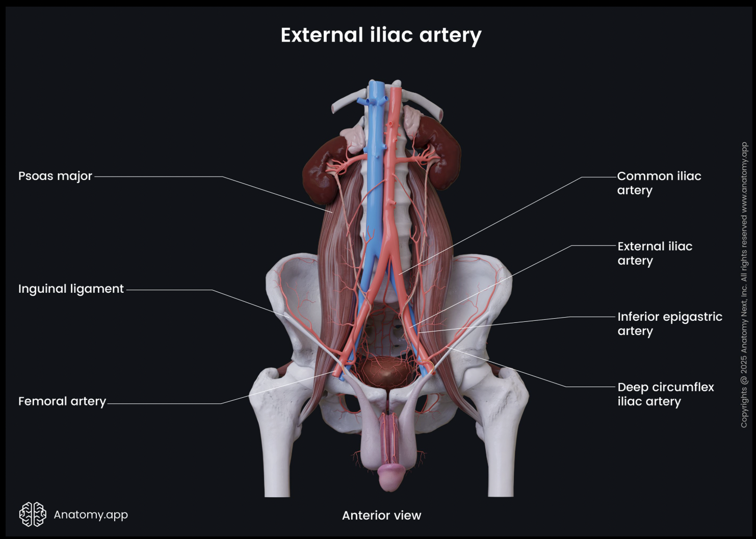 <p>What do the common iliac arteries divide into?</p>