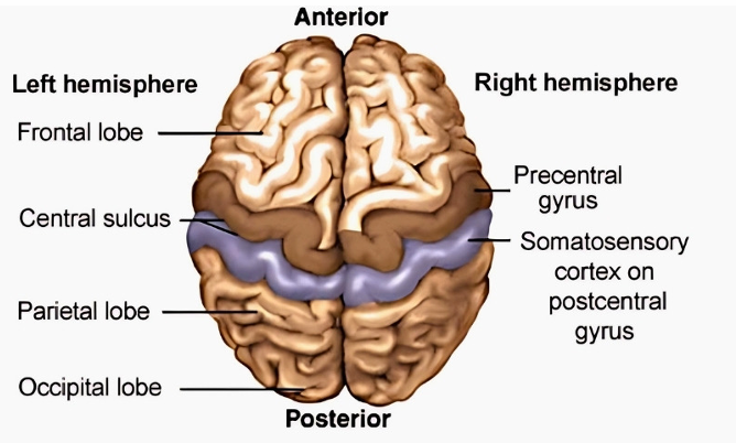<ul><li><p>postcentral gyrus has primary somatosensory cortex</p></li><li><p><u>somatotopic organization</u> into a sensory homunculus</p><ul><li><p>diff regions to specific cortical region </p></li><li><p>adjacent body part adjacent on cortical area</p></li><li><p>feet + leg = media</p></li><li><p>face + tongue = lateral</p></li></ul></li></ul><p></p>