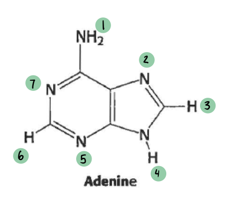 <p>which of these have a 𝛿- and which have a 𝛿+ (not all will have a charge)</p>