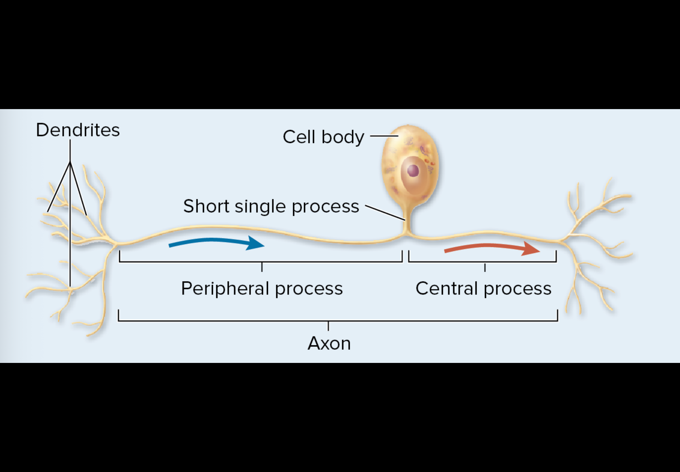 <p>which type of neuron is this: (polar)</p>