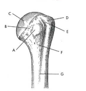 <p>D</p>