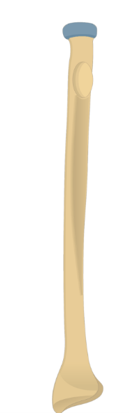 <p>Name this structure</p>