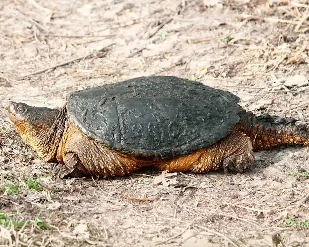 <p>large head, strong jaws, sharp beak,</p><p>powerful claws, long, saw-toothed tail,</p><p>deeply serrated rear margin of carapace,</p><p>small cross-shaped plastron,</p><p><strong>dist:</strong> cosmop. </p><p>commonly eaten in KY</p>