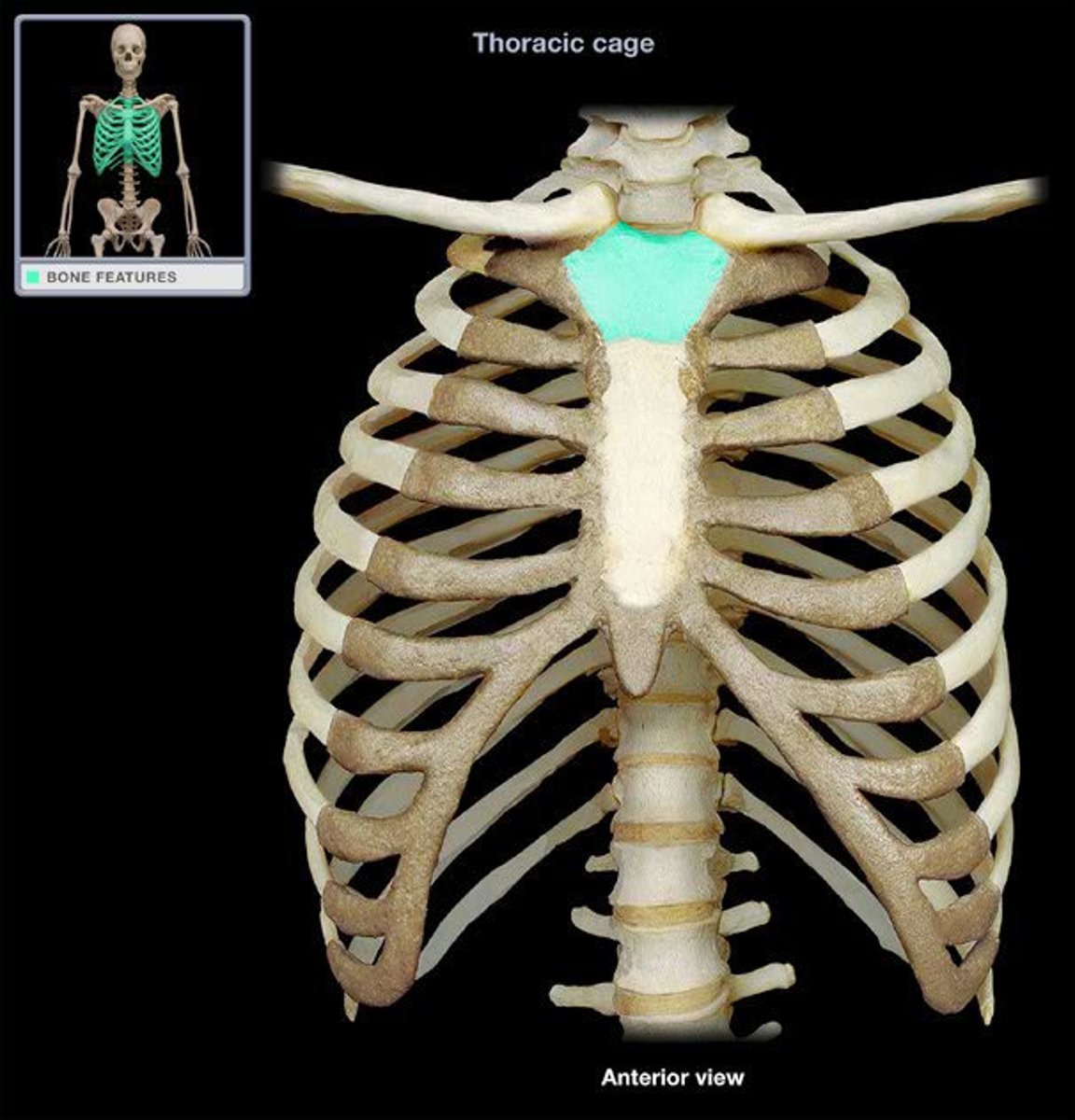 <p>upper portion of the sternum; joins with the clavicle to form the sternoclavicular joint</p>