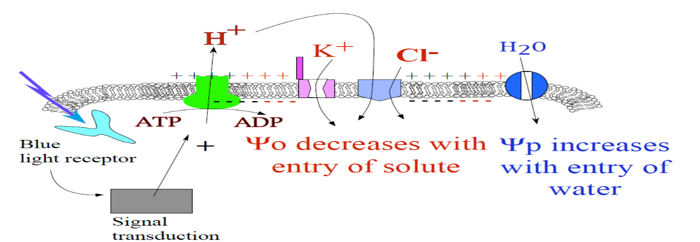 <p><strong>1. Sensing light:</strong></p><p>Blue light is sensed by a receptor, leading to an increase in the activity of the proton pump.</p><p><strong>2. How ATP is spent:</strong></p><p>ATP is used by the proton pump to build an increased proton gradient.</p><p><strong>3. 𝜑m (membrane potential):</strong></p><p>This increased proton gradient (removal of H+ ions from the cell into the I.F) HYPERPOLARIZES the cell.</p><p><strong>4. Importing K+:</strong></p><p>The hyperpolarization across the membrane causes the opening of K+ import channels (voltage gated K<sub>in</sub> channels). The charge gradient of the hyperpolarized cell is of sufficient force to concentrate K+ inside of cell. Now there is more K+ in the cell than out.</p><p><strong>5. Importing Cl-:</strong></p><p>Chloride ions must enter against charge and concentration gradient, but the proton gradient is of sufficient force to use to cotransport chloride in.</p><p><strong>6. 𝜑o (osmotic potential):</strong></p><p>The increased internal concentration of K+ and Cl- ions reduces the internal osmotic potential was well as water potential.</p><p><strong>7. Water entry:</strong></p><p>Since water potential is now less inside the cell than outside, this brings in water. Aquaporins are opened to allow rapid water movement.</p><p><strong>8. 𝜑p (pressure potential):</strong></p><p>More water leads to an increase in pressure. This pressure causes the stomata to open.</p>