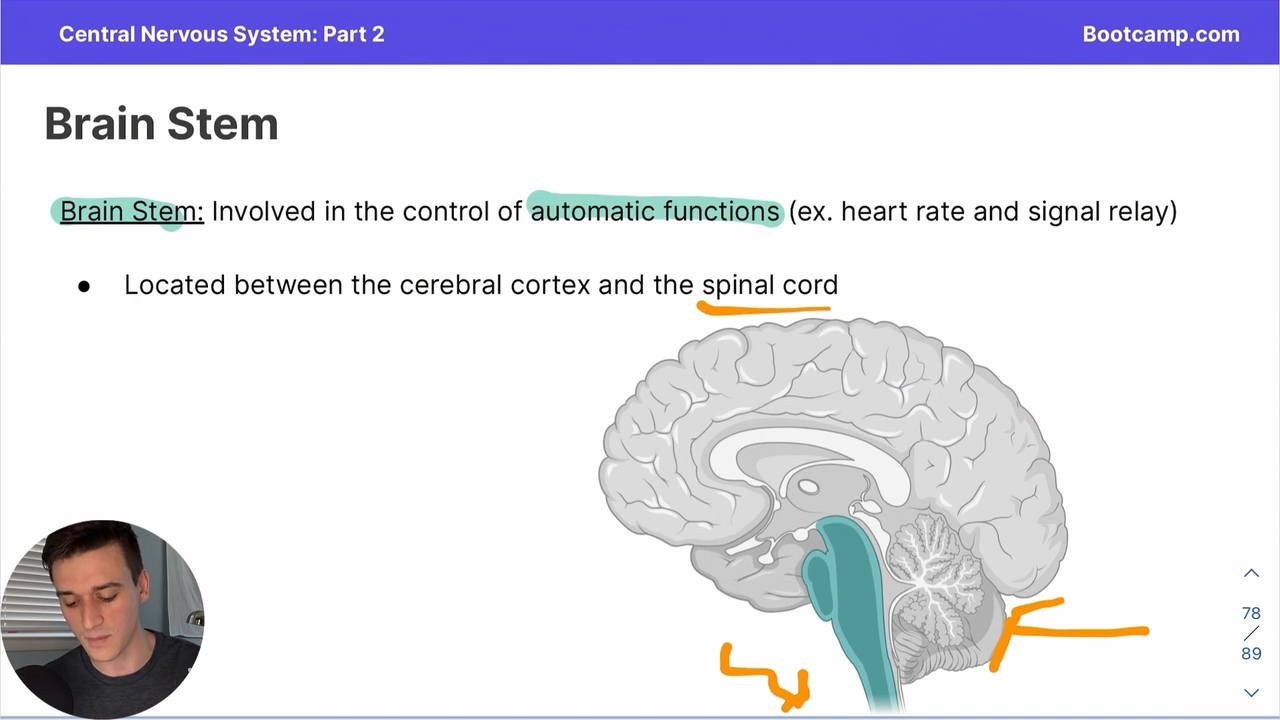 <p>involved in the control in automatic functions</p><p>made up of midbrain, medulla and pons + reticular formations </p>