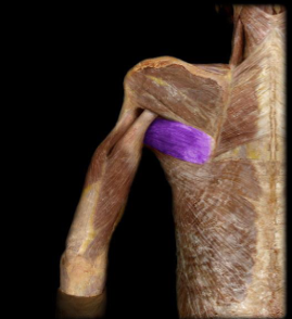 <p>shoulder extension, internal/medial rotation, and adduction</p>