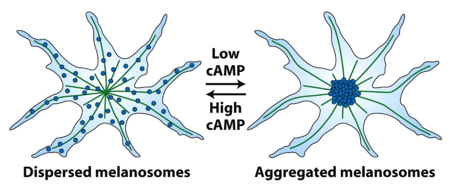 <p><span style="color: green;">↑</span> cAMP → dispersed melanosomes</p><p><span style="color: red;">↓</span> cAMP → aggregated melanosomes</p><p>A. (-) ends = MTOC/centrosome, (+) ends cell periphery</p><p>B. <span style="color: green;">↑</span> cAMP → dispersed melanosomes → Kinesins </p><p>C. <span style="color: red;">↓</span> cAMP → aggregated melanosomes → Dyneins</p><p></p>