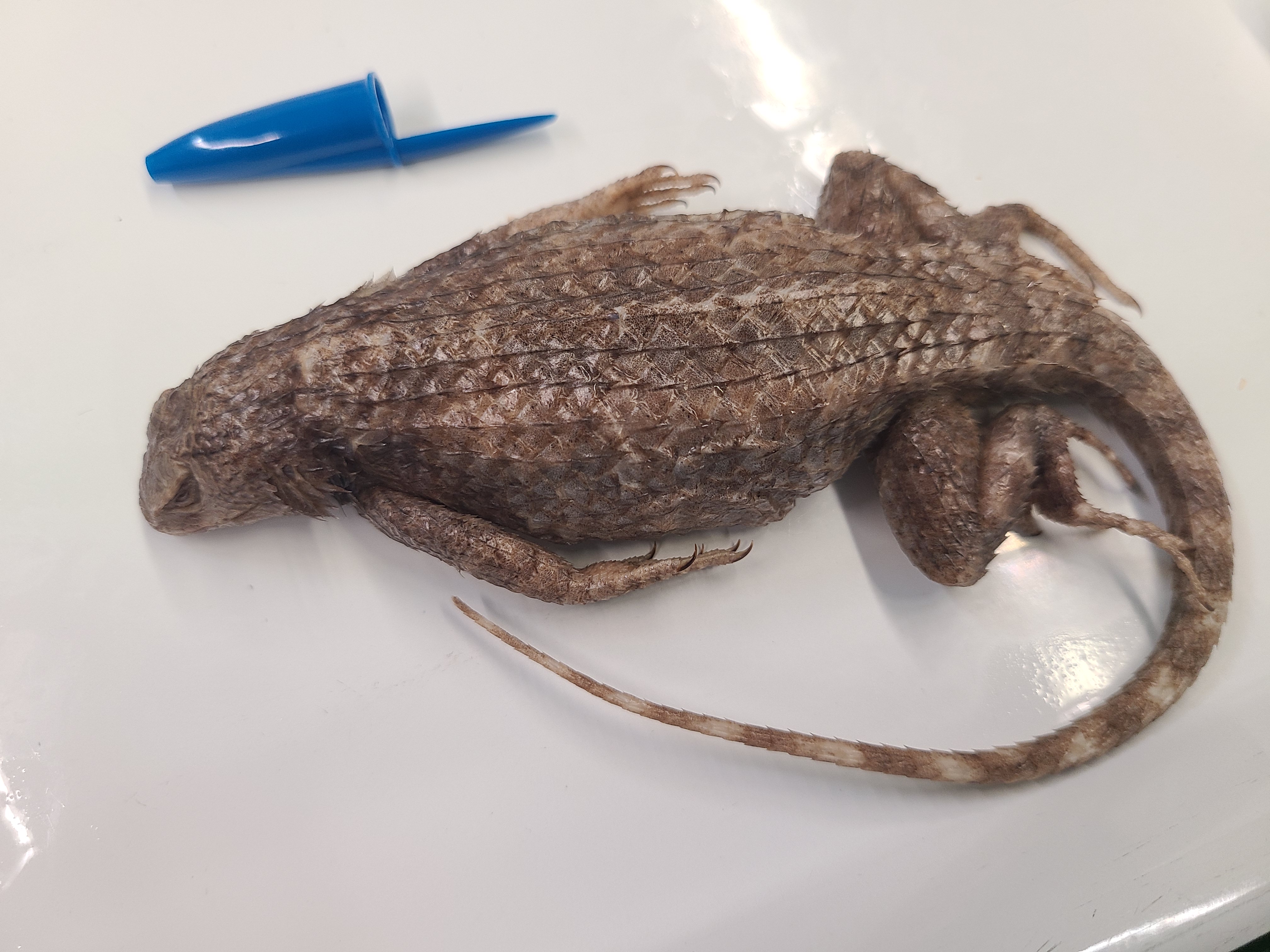 <p><span>Scientific name and distinguishing feature</span></p>