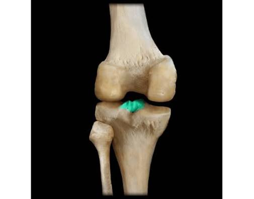 <p>tibia</p>