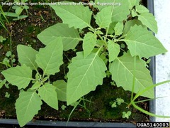 <p>plant that can cause anticholinergic delirium</p>
