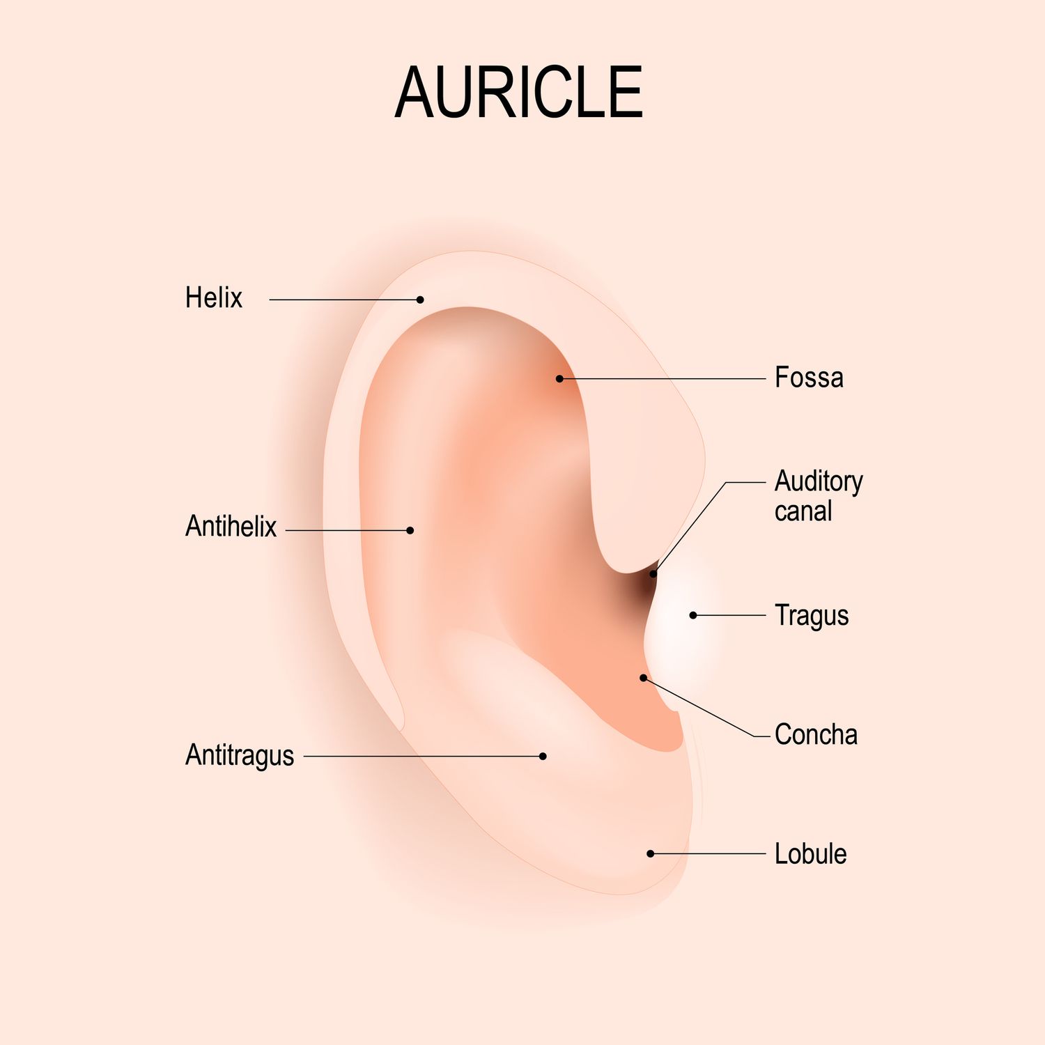 <p>also called pinna</p><p></p><p>the flap of the outer ear that funnels sound waves into the external acoustic meatus</p>