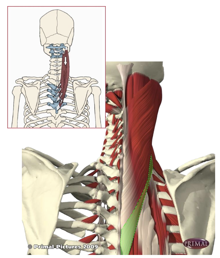 <p>What muscle is this?</p>