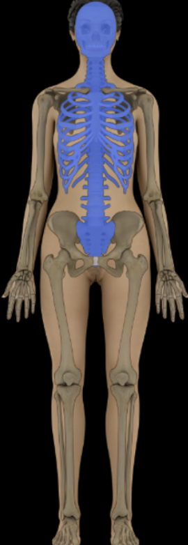 <p>Axial Region of the Body</p>