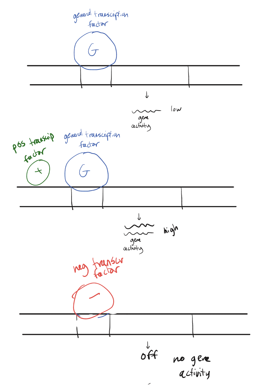 <p>General TFs allow for the baseline amount of gene activity (low but normal). A GTF along with a positive TF will recruit more RNA polymerase than typical, which increases the amount of gene activity. A negative transcription factor will knock off a general transcription factor and thus turn off transcription entirely, causing no gene activity</p>