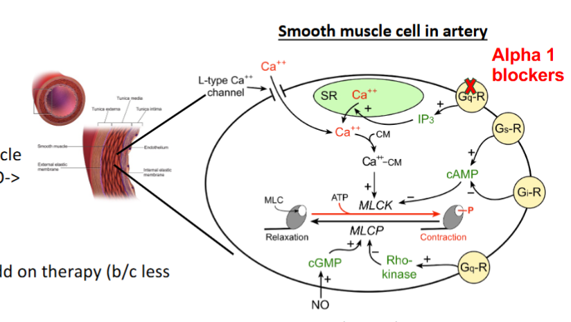 <ol><li><p>block alpha 1 receptors in smooth muscle arteries and venules → vasodilate → decrease cardiact out put → decrease blood pressure</p></li></ol><p>both decrease cardiac out put</p>