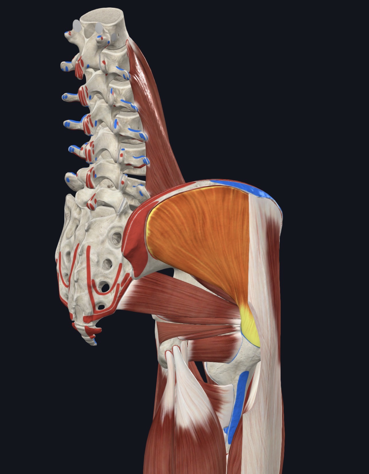 <p>Superficial Gluteal Region</p>