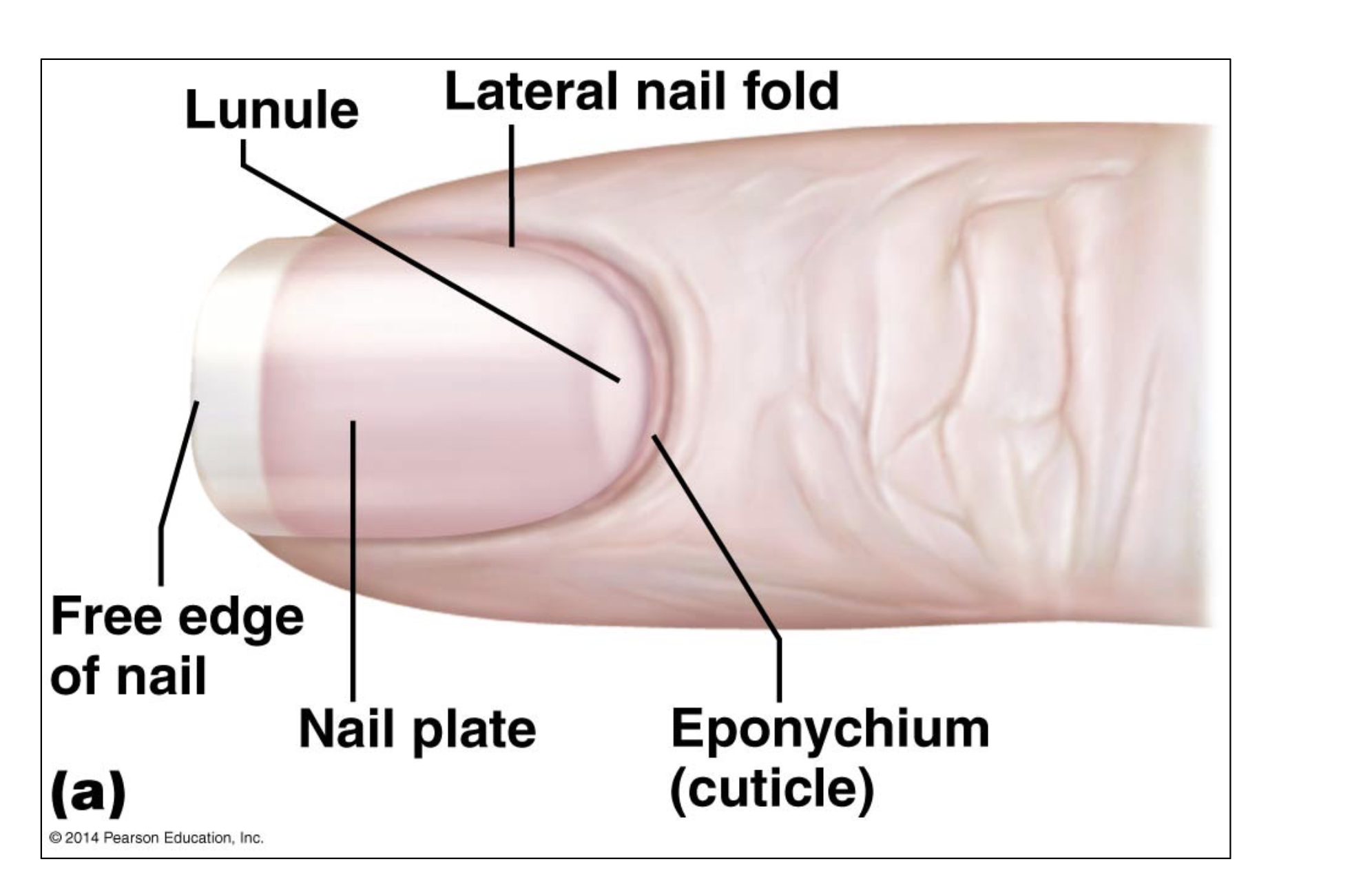 <ul><li><p>free edge of the nail </p></li><li><p>lunule </p></li><li><p>lateral nail fold </p></li><li><p>nail plate </p></li><li><p>eponychium (cuticle)</p></li></ul><p></p>