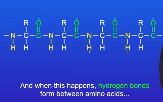 <p>We have C=O groups and N-H groups.</p><p>The oxygen atoms in the C=O groups have small negative charge, hydrogen in N-H groups have small positive charge</p><p>The pos and neg charges can attract, and this causes hydrogen bonds to form between amino acids all along chain</p>