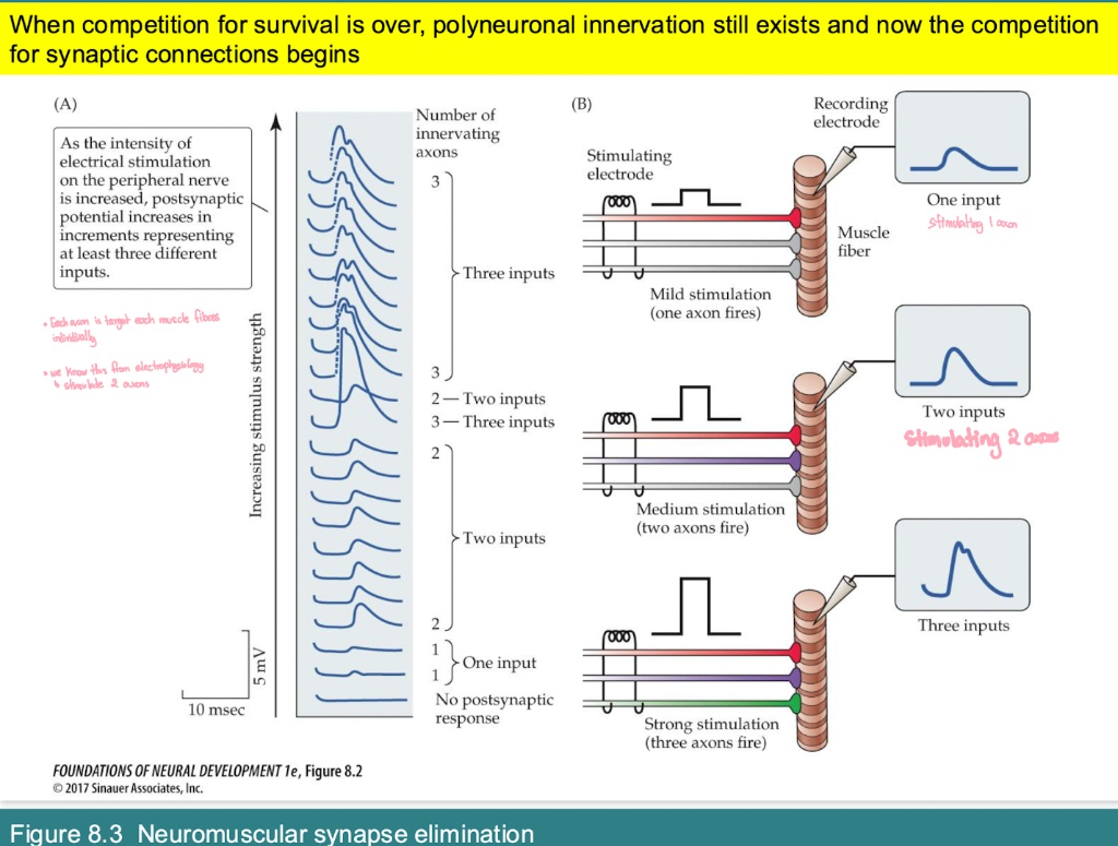 <p>In early development, why does the <strong>postsynaptic potential (PSP)</strong> increase in distinct "steps" as stimulation strength increases?</p>