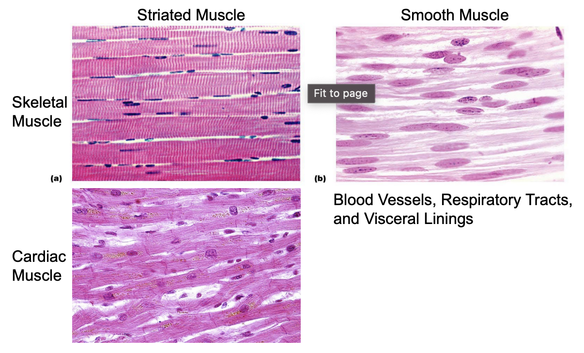 <ul><li><p>Due to organization of Actin and Myosin</p><ul><li><p>Dark spots - nuclei</p></li></ul></li><li><p>Skeletal muscles = Linear, contracts in same direction</p></li><li><p>Cardiac muscles = branch</p></li><li><p>Smooth muscles - not striated</p></li></ul><p></p>