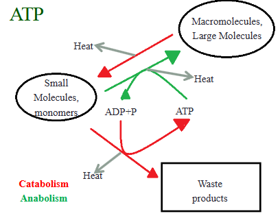 <ul><li><p>Cellular reactions create/use energy in the “high-energy” phosphate bonds of ATP, where it can be released quickly and easily</p></li><li><p>ATP temporarily stores and transfers energy given off in catabolic reactions and transfers it to anabolic reactions that require energy</p></li></ul><p></p>